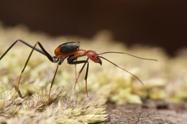 Leptomyrmex erythrocephalus photo 44