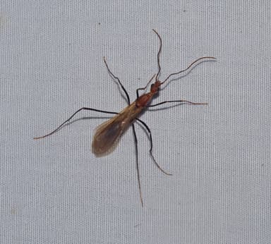 Leptomyrmex erythrocephalus photo 45