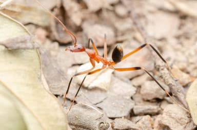 Leptomyrmex erythrocephalus photo 46
