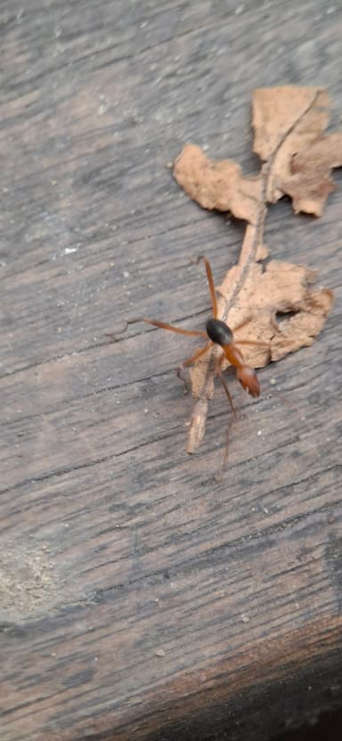 Leptomyrmex erythrocephalus photo 47
