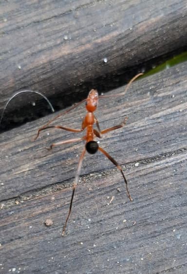 Leptomyrmex erythrocephalus photo 48