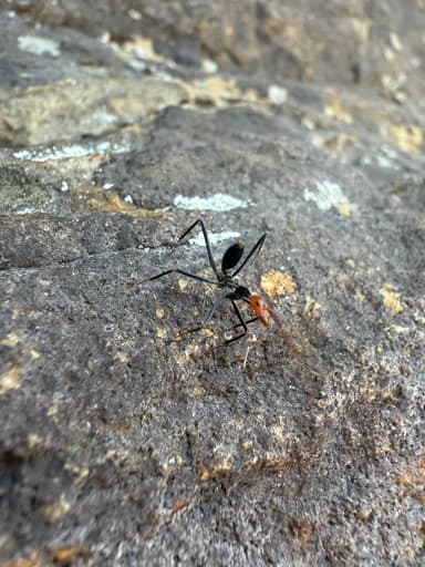 Leptomyrmex erythrocephalus photo 49