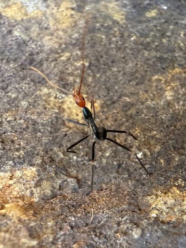 Leptomyrmex erythrocephalus photo 50