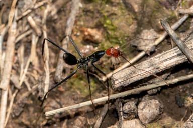 Leptomyrmex erythrocephalus photo 51