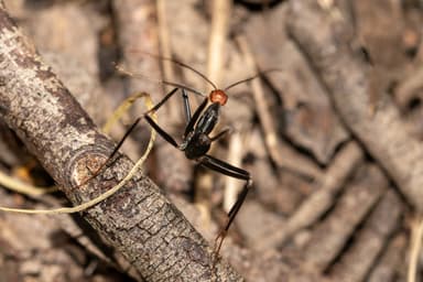 Leptomyrmex erythrocephalus photo 52