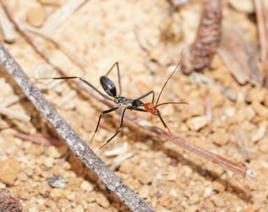 Leptomyrmex erythrocephalus photo 53