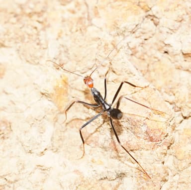 Leptomyrmex erythrocephalus photo 54