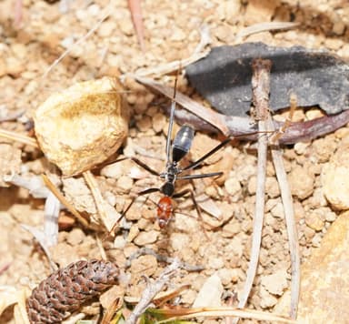Leptomyrmex erythrocephalus photo 55
