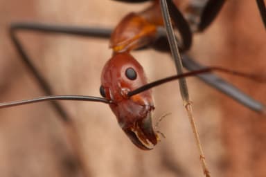 Leptomyrmex erythrocephalus photo 56
