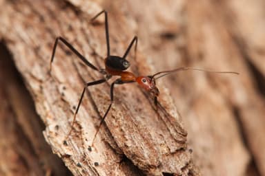 Leptomyrmex erythrocephalus photo 57