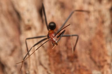 Leptomyrmex erythrocephalus photo 58