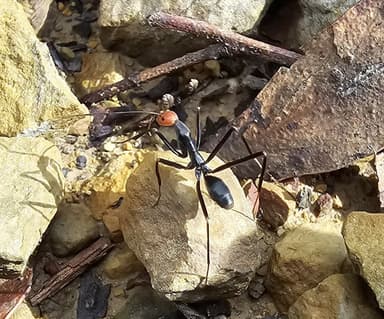 Leptomyrmex erythrocephalus photo 59