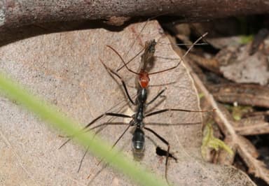 Leptomyrmex erythrocephalus photo 60