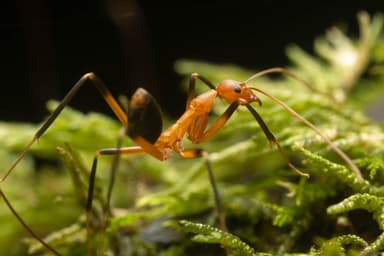 Leptomyrmex erythrocephalus photo 62