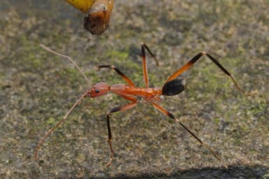 Leptomyrmex erythrocephalus photo 63