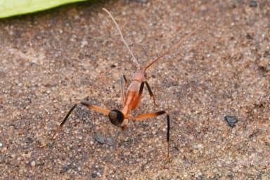 Leptomyrmex erythrocephalus photo 64
