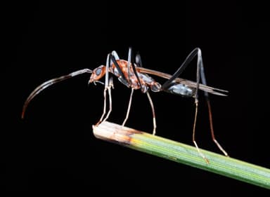 Leptomyrmex erythrocephalus photo 65