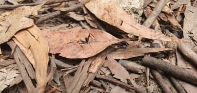 Leptomyrmex erythrocephalus photo 67