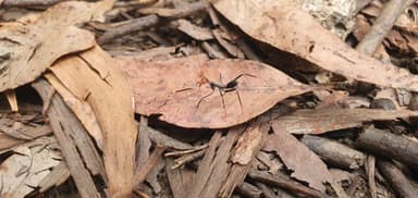 Leptomyrmex erythrocephalus photo 68