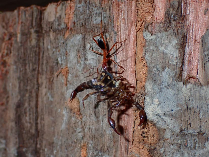 Leptomyrmex nigriventris photo 1