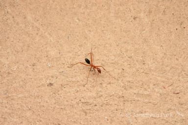 Leptomyrmex nigriventris photo 6