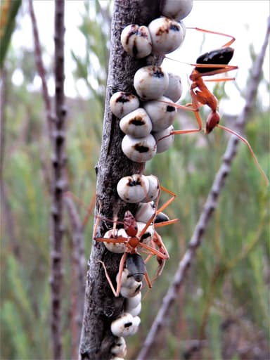 Leptomyrmex nigriventris photo 8