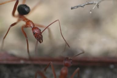 Leptomyrmex nigriventris photo 10