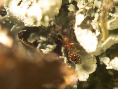 Leptothorax acervorum photo 19