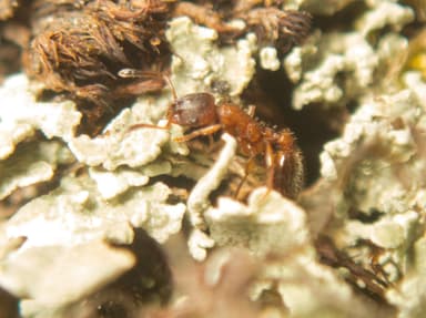 Leptothorax acervorum photo 21