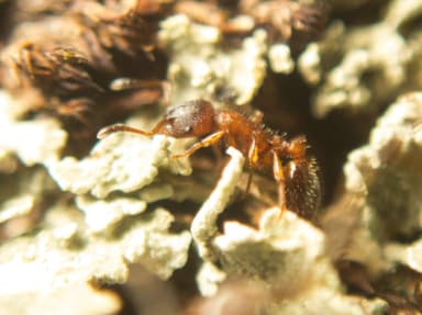 Leptothorax acervorum photo 22