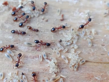 Leptothorax acervorum photo 24