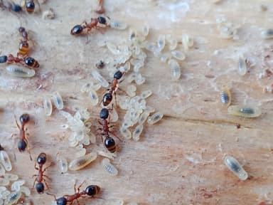 Leptothorax acervorum photo 25