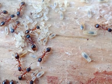 Leptothorax acervorum photo 26
