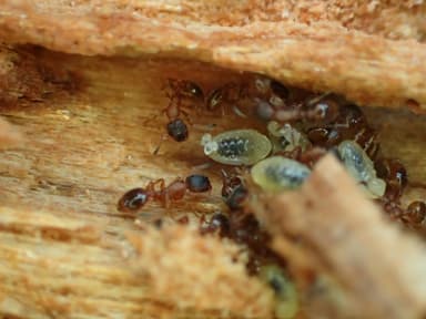 Leptothorax acervorum — colony photo 28