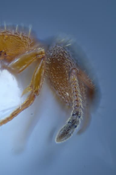 Leptothorax acervorum — colony photo 29