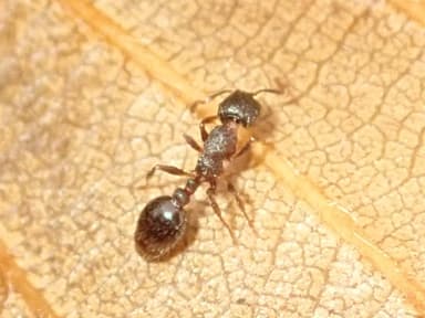 Leptothorax acervorum photo 30