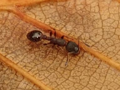 Leptothorax acervorum photo 31