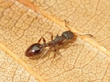 Leptothorax acervorum photo 32