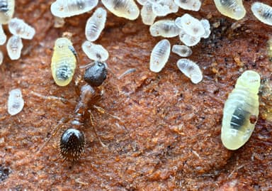 Leptothorax acervorum photo 33