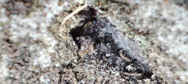 Leptothorax acervorum photo 34