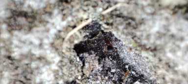 Leptothorax acervorum photo 35