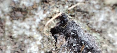 Leptothorax acervorum photo 36