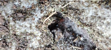 Leptothorax acervorum photo 37