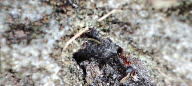 Leptothorax acervorum photo 38