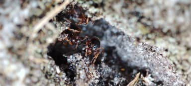 Leptothorax acervorum photo 40