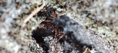 Leptothorax acervorum photo 41