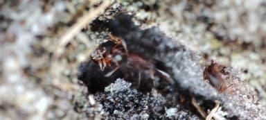 Leptothorax acervorum photo 42