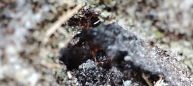 Leptothorax acervorum photo 43