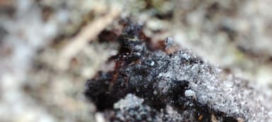 Leptothorax acervorum photo 44