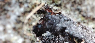 Leptothorax acervorum photo 45